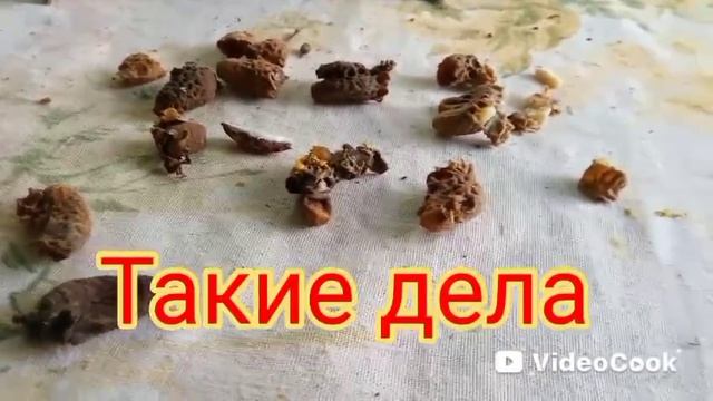 Удаляем пчеломаток смотреть онлайн