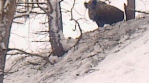 поймали кабана на петлю