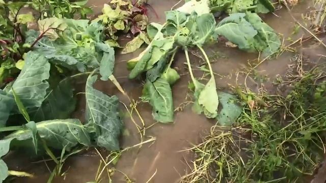 Нас затопило! Вся работа пошла насмарку! Что делать дальше? Привезли материал для кровли. смотреть онлайн