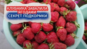 ВОЛШЕБНАЯ ПОДКОРМКА КЛУБНИКИ ВО ВРЕМЯ ЦВЕТЕНИЯ - ТАКОГО УРОЖАЯ У ВАС ЕЩЕ НЕ БЫЛО!