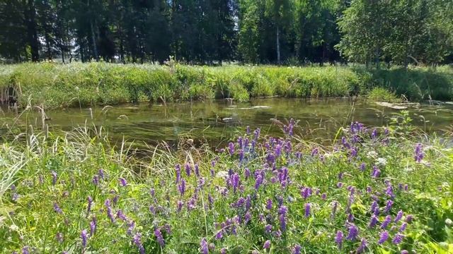 ГАТЧИНА                                       Пригороды Санкт-Петербур