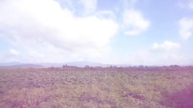 Россия голодает? Свиньи едят кабачки