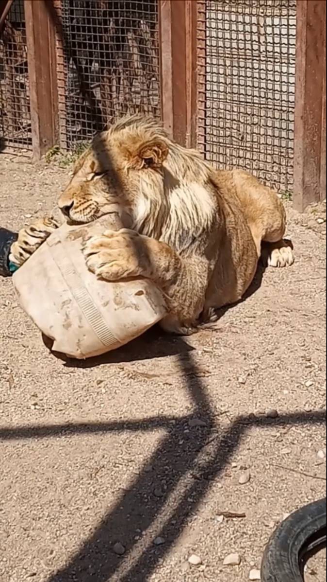 ШЕРХАН, покажи рыцаря. #шерхан_тайган #шерхан #лев #lion #zoo #animals #юмор #shortvideo смотреть онлайн