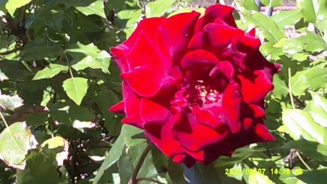 Мариуполь ⛵ новые корпуса горбольницы 🏬🏬 ремонт Центрального рынка 🚂 смотреть онлайн