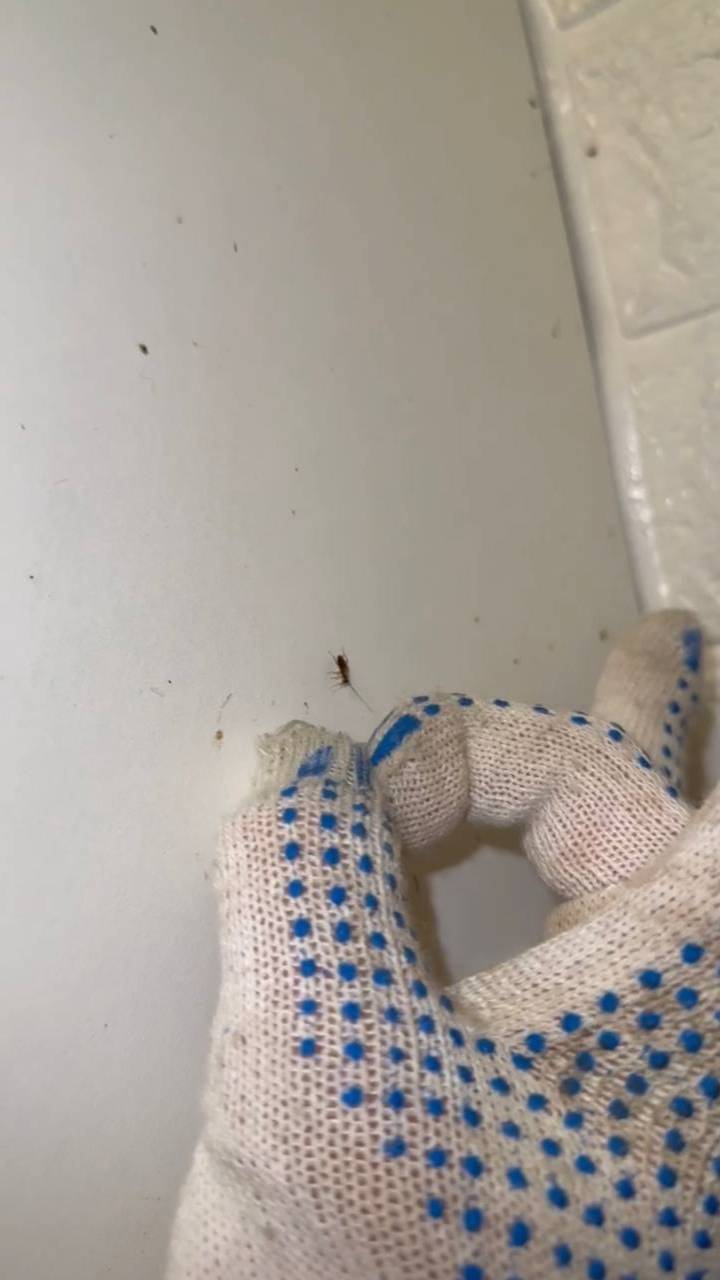 У вас тараканы, мы их всех замочим!