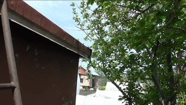 Яблони в начале июня