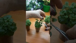 Бакопа вегетативная. Формирование