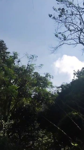 Летучие мыши спят на дереве смотреть онлайн