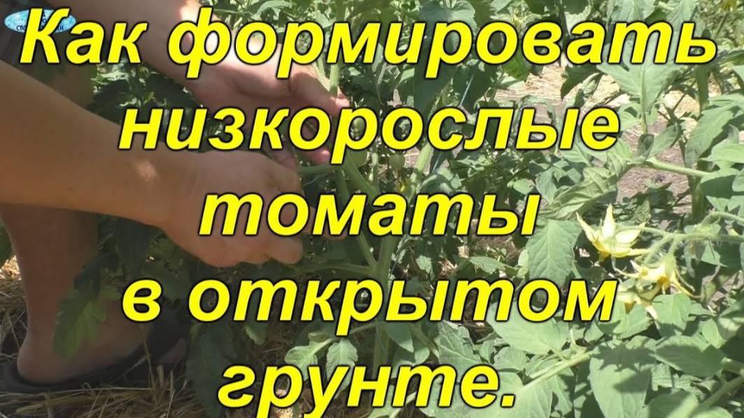 🍅 Низкорослые томаты: Формируем правильно для богатого урожая! смотреть онлайн