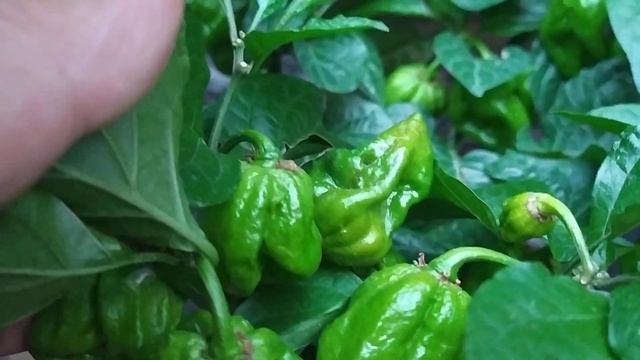 Red Big Mama, острый. Новиночка. ждём ещё дней 10 до биологиче