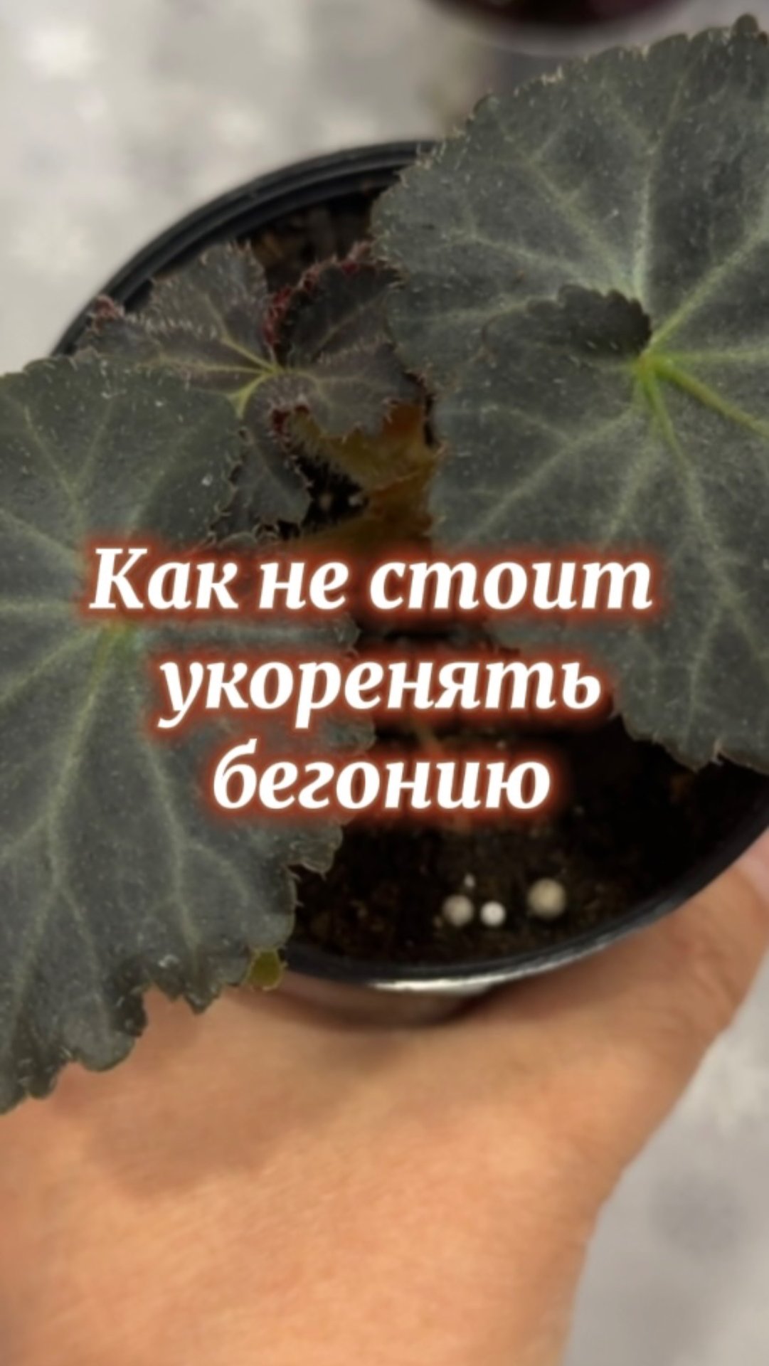 Неудачный опыт с бегонией