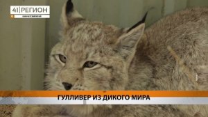 ОГРОМНЫЙ ЧЕРЕП РЫСИ НАШЛИ УЧЁНЫЕ ИЗ КРОНОЦКОГО ЗАПОВЕ