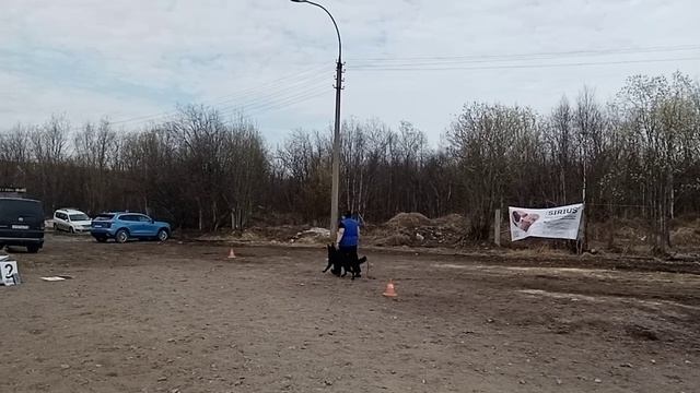 1 Отл. КЧК Хельген Хаус ВОРОНИКА +++ №18 / КЧК МУРМАНСК 25 мая`25 М.Коваленко Моно немецких овчарок