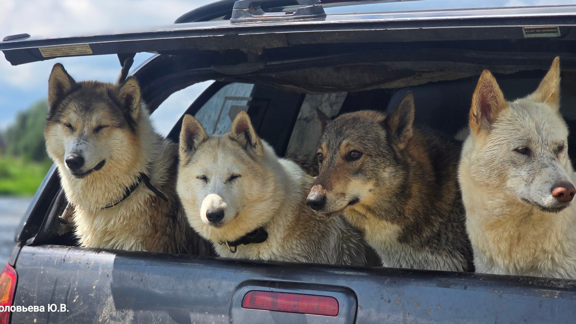 Охолодить лаек