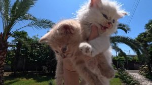 #Абхазия!🌴Сухум. Каштак. ГД "АлиСер".❤🌹Наши Будни с котятатами!
