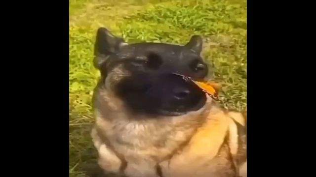 А что там с Shadow Fight ? смотреть онлайн