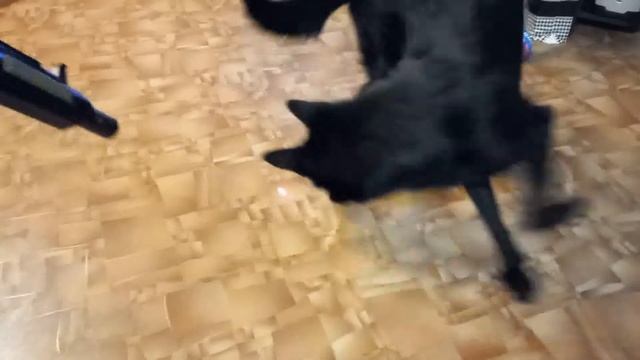 Игра немецкой овчарки с лазерной указкой