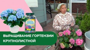 Посадка крупнолистной гортензии