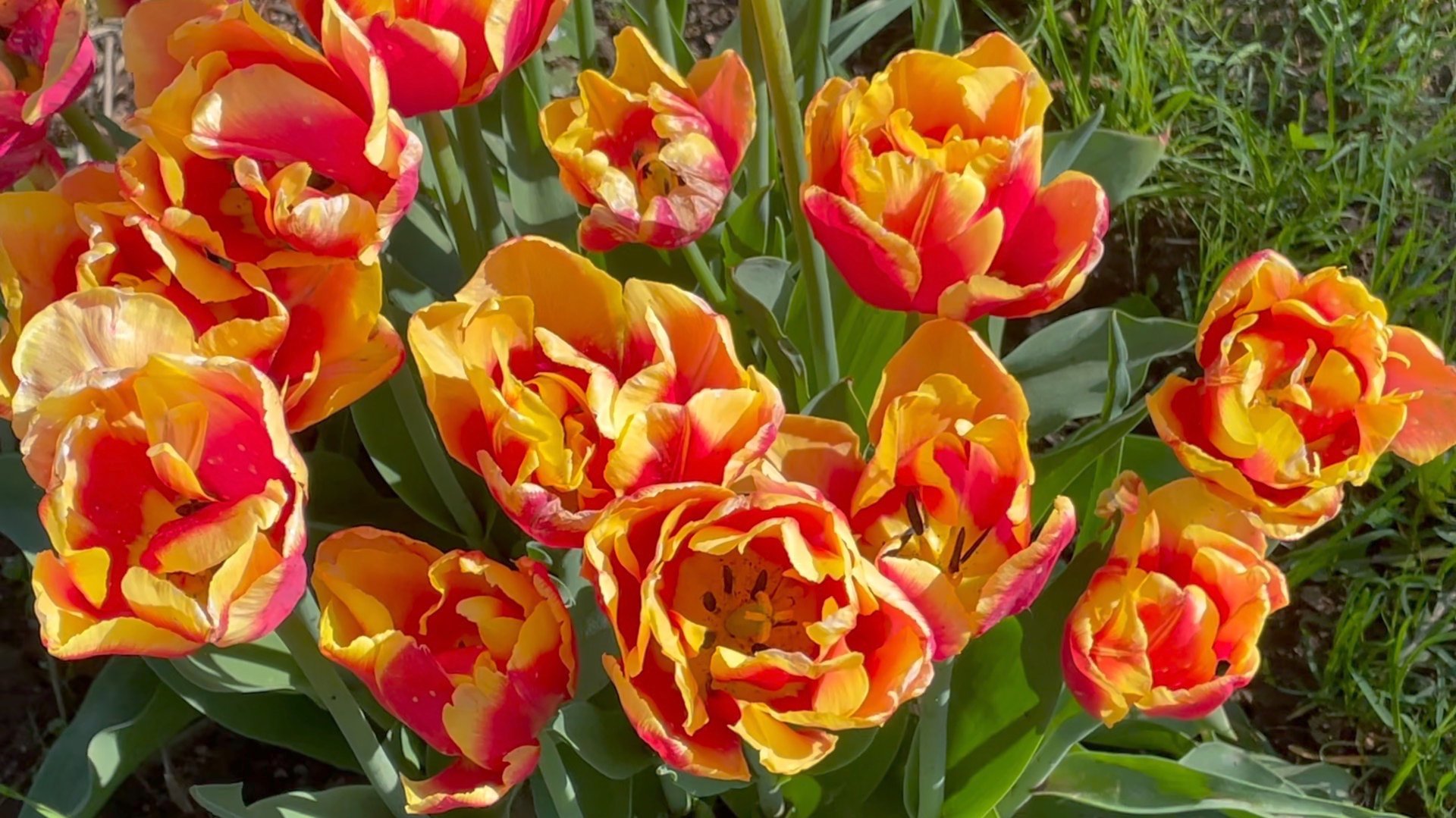 Май в Саду 31 мая 2025