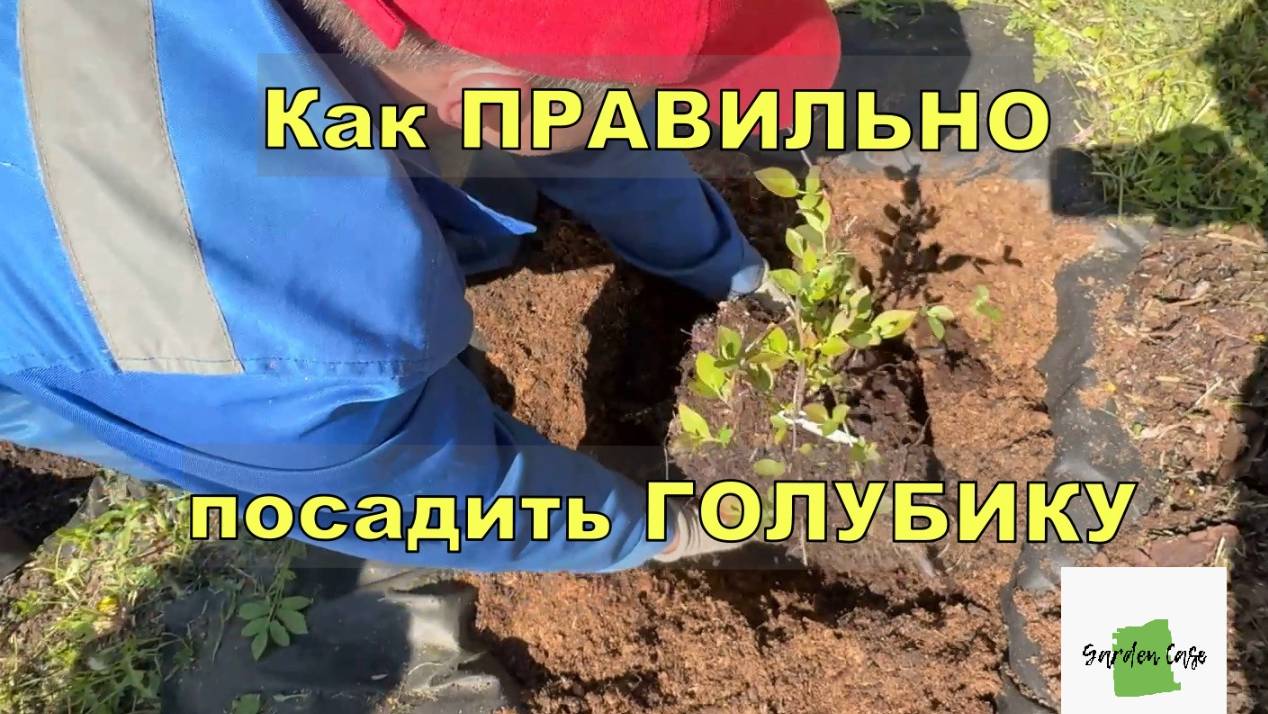 Все о правильной посадке ГОЛУБИКИ и уходу за ней. Как сажать голубику. смотреть онлайн