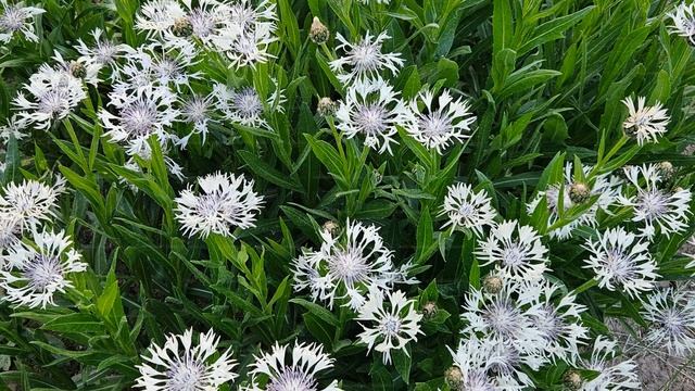 Майский сад смотреть онлайн