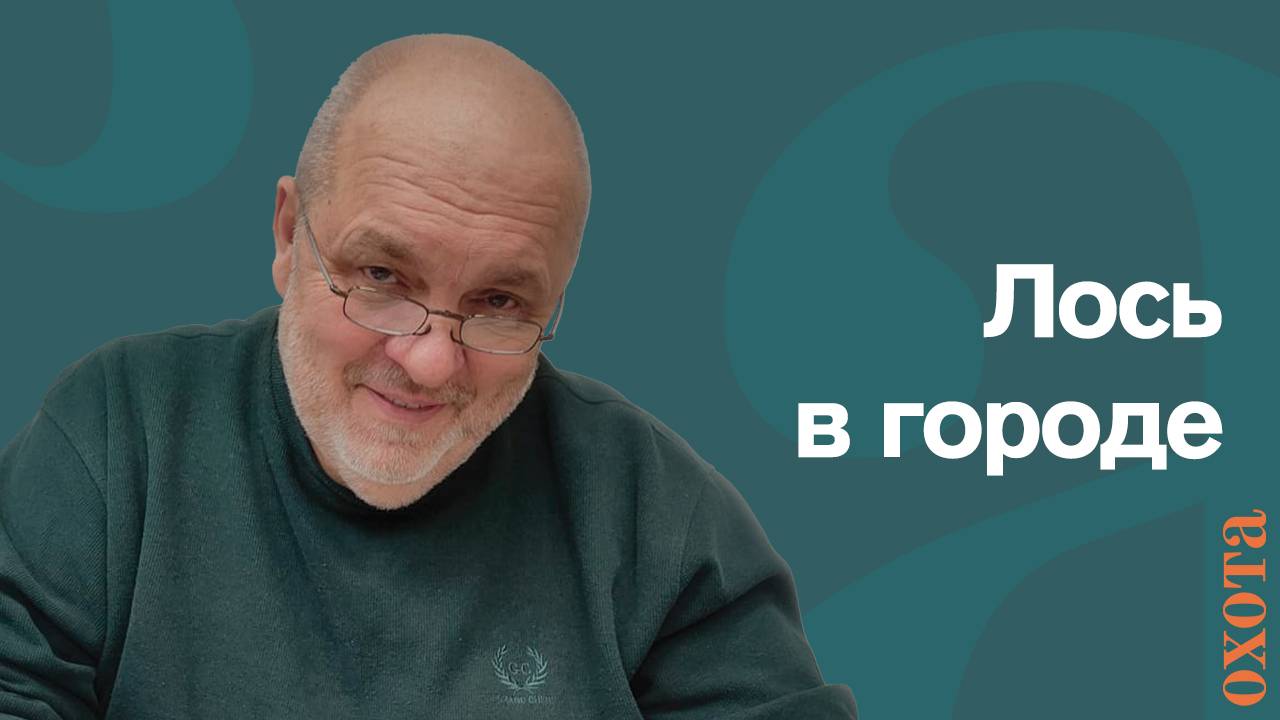 Лось в городе. Валерий Кузенков о диких животных рядом с людьми смотреть онлайн