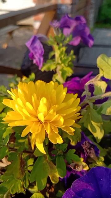 СЧАСТЬЕ-ЖИТЬ смотреть онлайн