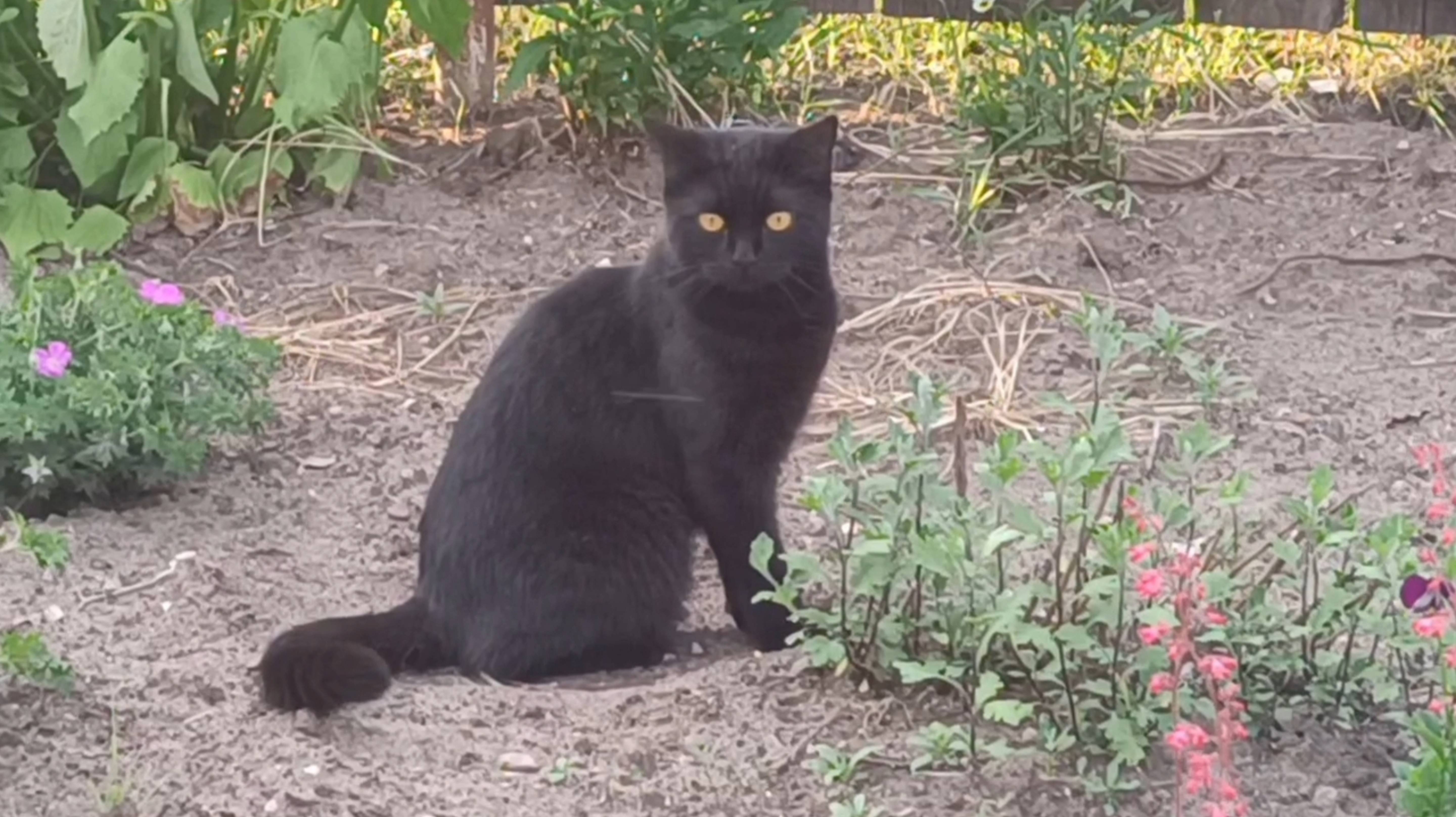 ДЖЕННИ- ОХОТНИЦА