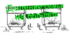 Технология деления семьи на пол-лёта. Объяснение профессора Кашковского