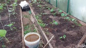 Занимаюсь теплицей, готовлю рыбу, деликатес от Лёши 😄