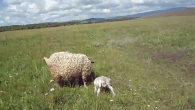 Мама, есть мама. Коза и новорожденный. 1