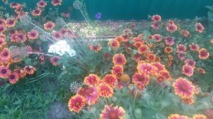 Гайлардия
Растение
Род растений семейства Астровые