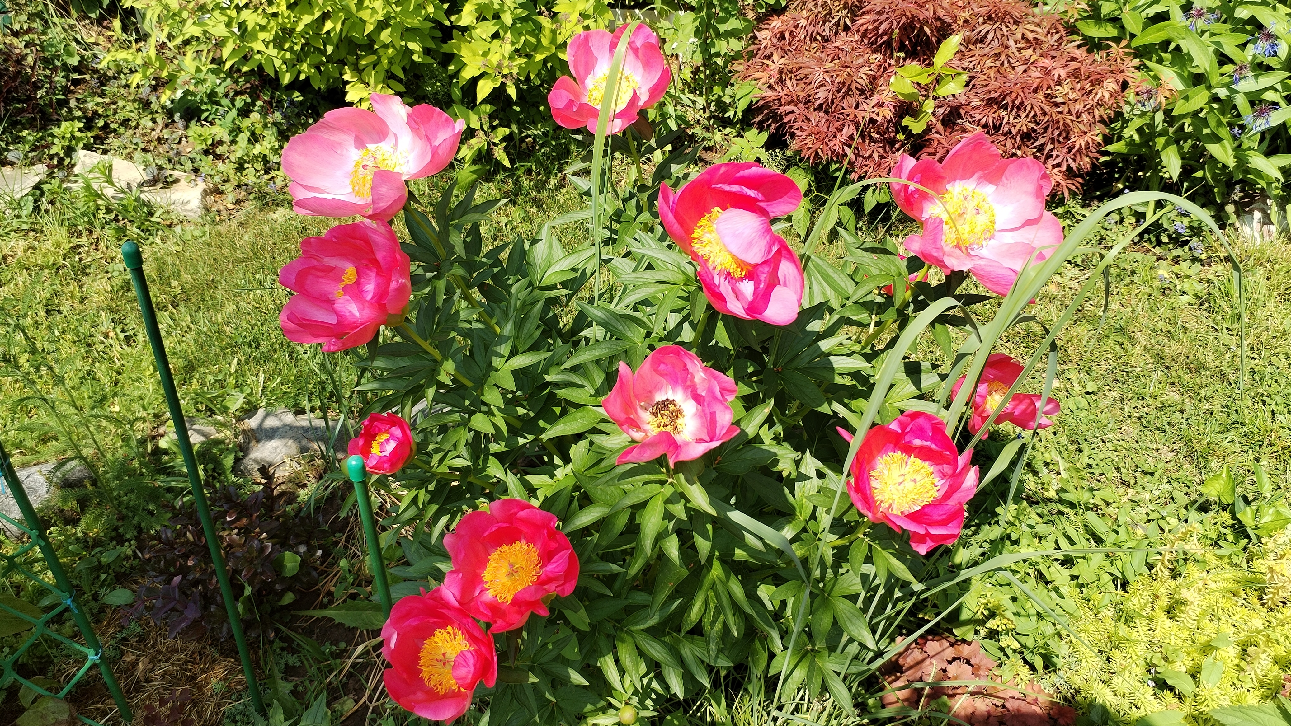 Пионы, ирисы красота. А мы косим, полем, поливаем, но отдыхать тоже будем))) 07-06-2025 смотреть онлайн