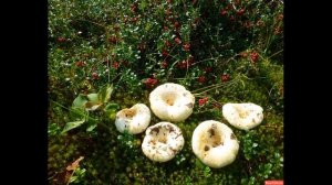 Аудио сказка "Война грибов с ягодами"