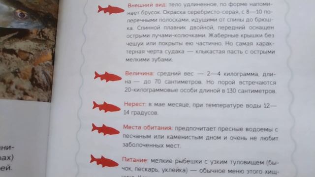 Описание рыбы судак