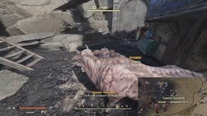 Fallout 76 Где найти брамина (перезалив)