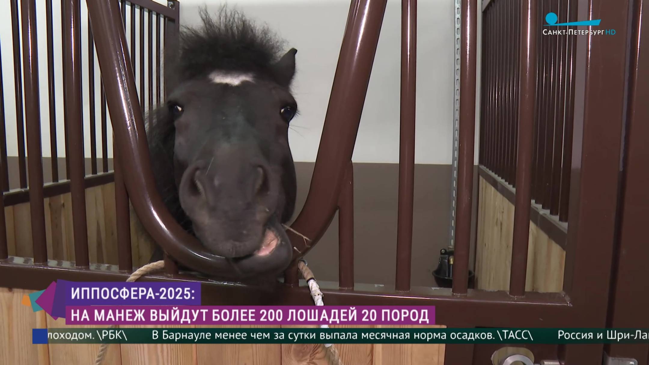 Иппосфера-2025: на манеж выйдут более 200 лошадей