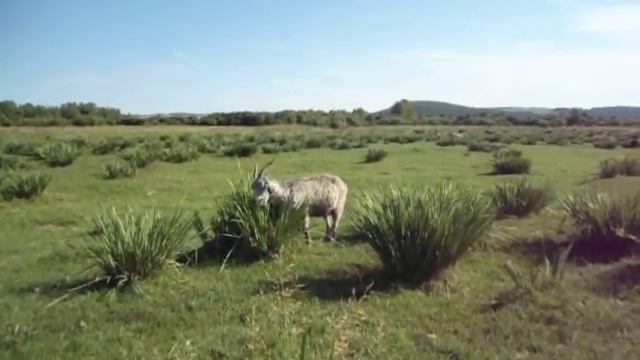 Что любит домашняя КОЗА?