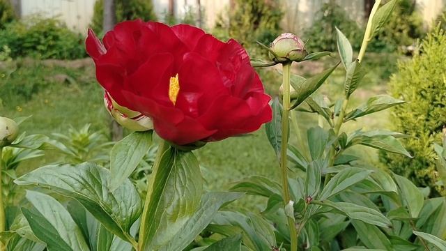 Пион 'Макинак Гранд' (Mackinac Grand) в нашем саду 2025 смотреть онлайн