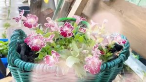 Даже в дождик можно получать удовольствие))). Мои мимулюсы.