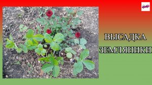 ВЫСАДКА РАССАДЫ ЗЕМЛЯНИКИ В ОТКРЫТЫЙ ГРУНТ 2025.