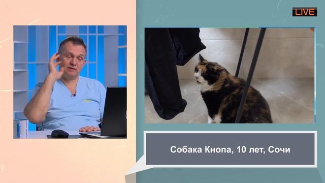 лечим через интернет. приступы как лечить