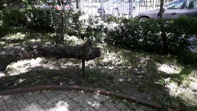Чудо природы в центре Москвы! смотреть онлайн