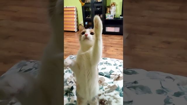 Игра с моими кошками. 