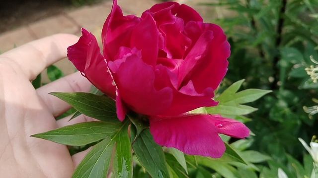 Пион ито-гибрид 'Юник' (Unic) в нашем саду 2025 смотреть онлайн