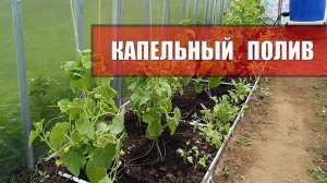 Как работает капельный полив в теплице на примере системы Aqua Planet