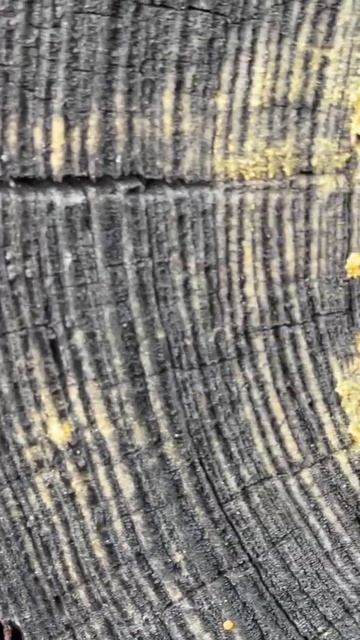 Этому дереву сотни лет. Крым сегодня смотреть онлайн