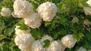 В МОЁМ САДУ ВЕСЕЛО😜