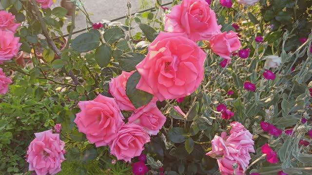 Плетистая роза Лавиния! смотреть онлайн