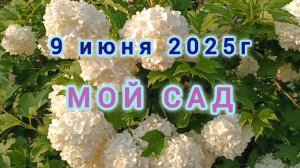 9 ИЮНЯ. МОЙ САД.